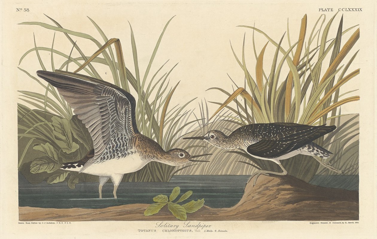 Ensam sandsnäppa av Robert Havell after John James Audubon