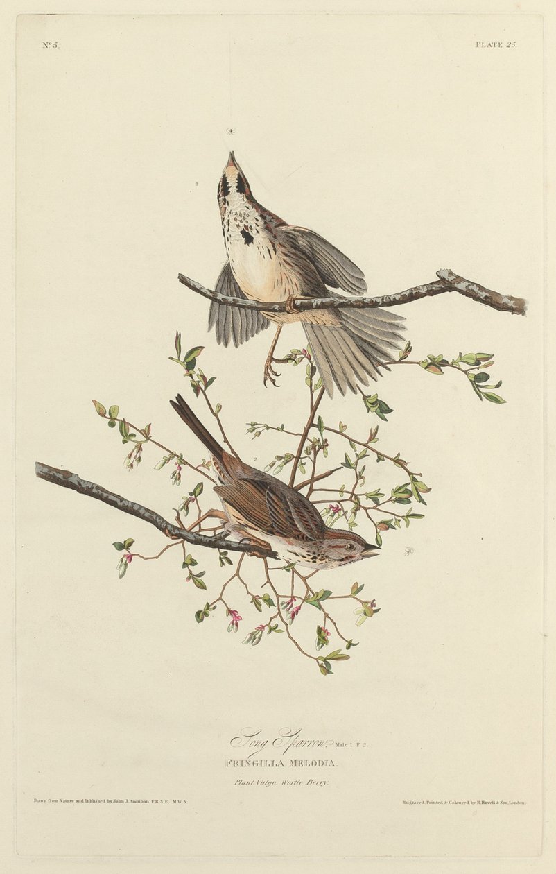 Låten Sparrow av Robert Havell after John James Audubon