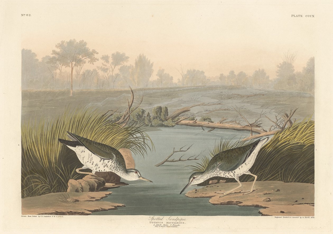 Fläckig sandsnäppa av Robert Havell after John James Audubon