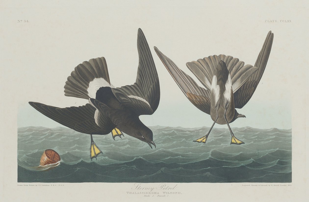 Stormig petrel av Robert Havell after John James Audubon