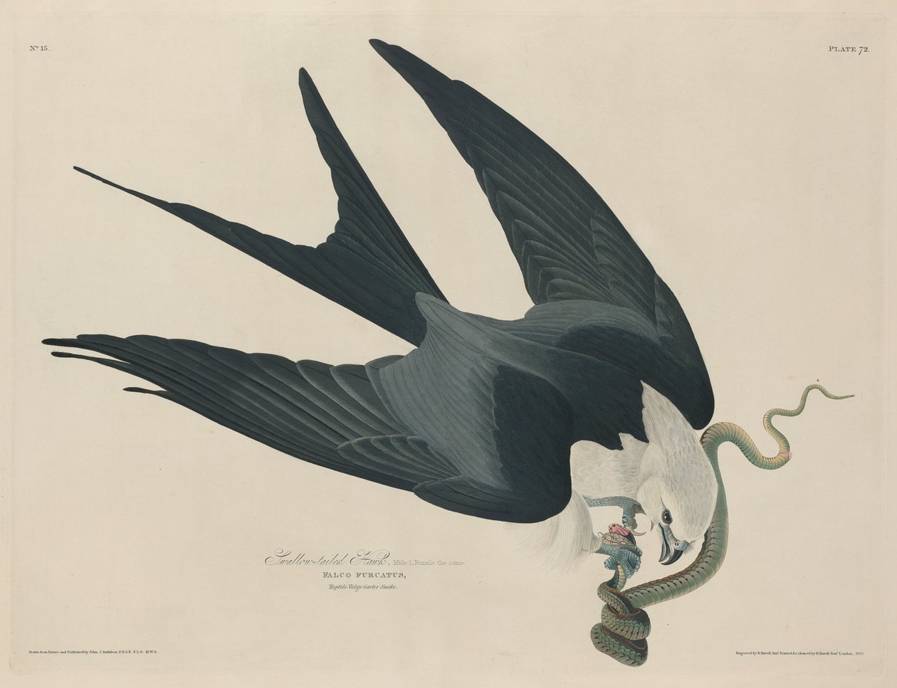 Svalstjärtad hök av Robert Havell after John James Audubon