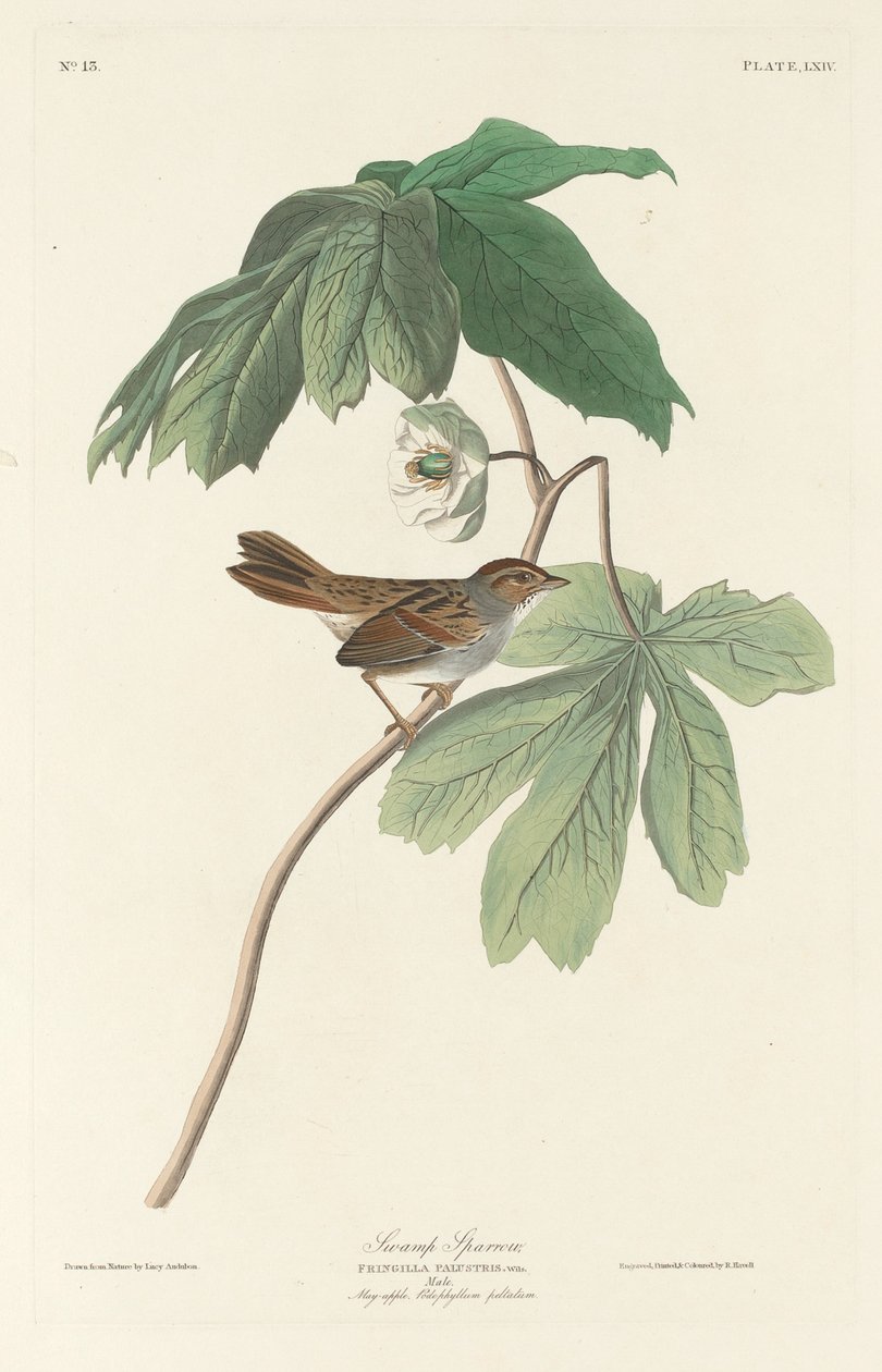 Träsparv av Robert Havell after John James Audubon