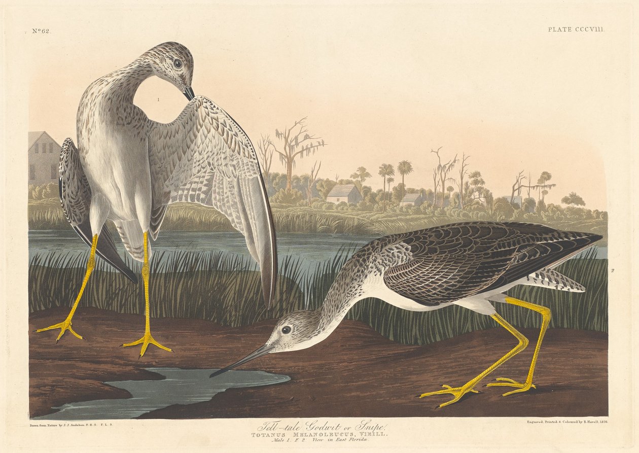 Talande gudwita av Robert Havell after John James Audubon