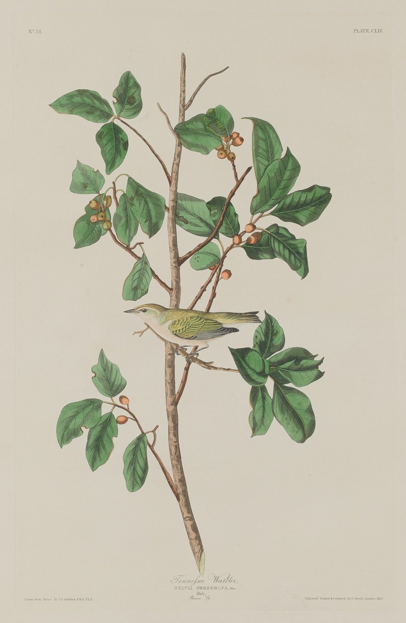 Tennessee sångare av Robert Havell after John James Audubon