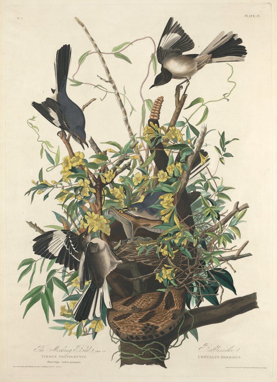 Den hånfulla fågeln av Robert Havell after John James Audubon