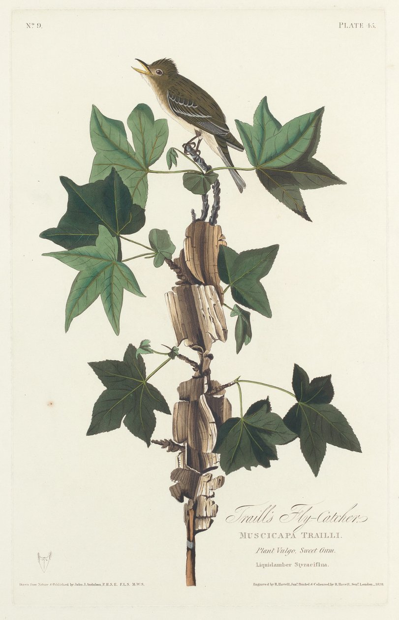 Traills flugsnappare av Robert Havell after John James Audubon
