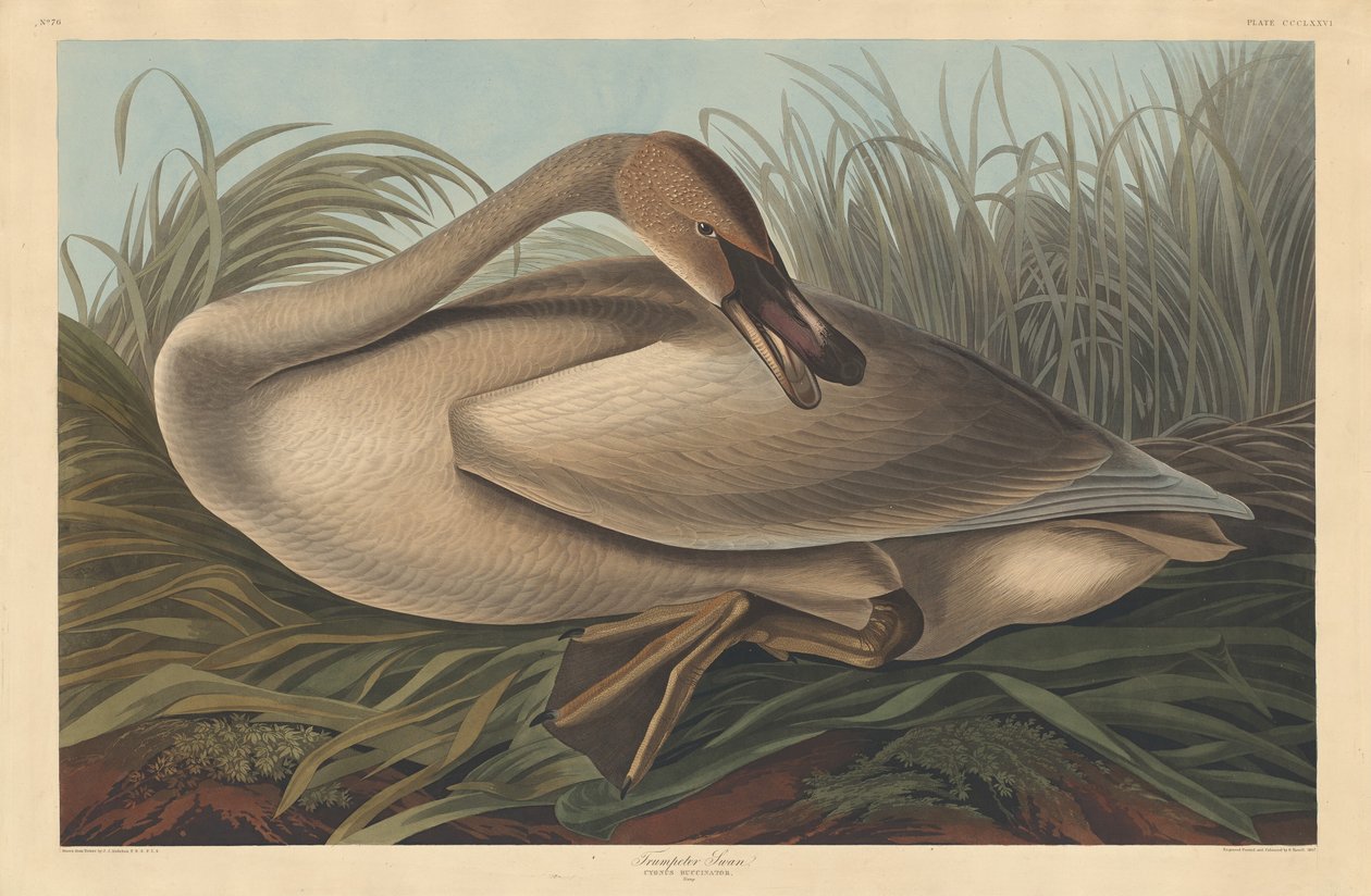 Trumpetare Swan av Robert Havell after John James Audubon