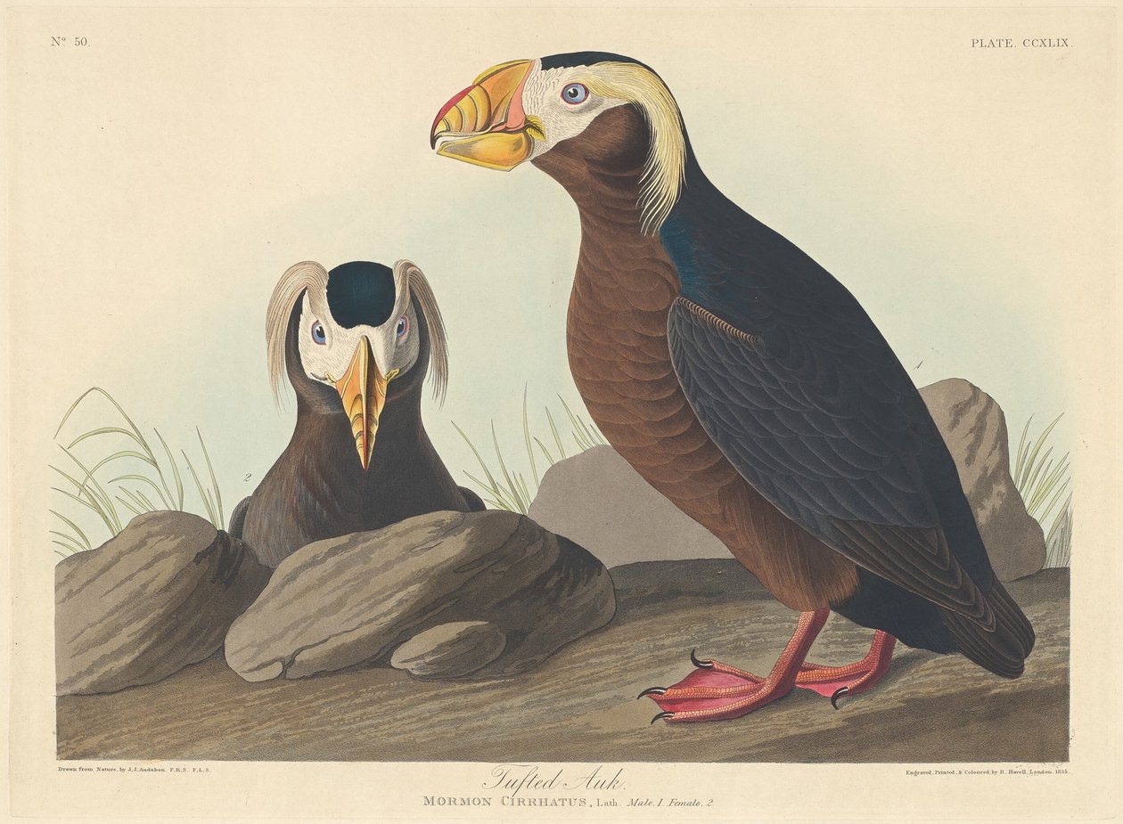 tofs alk av Robert Havell after John James Audubon