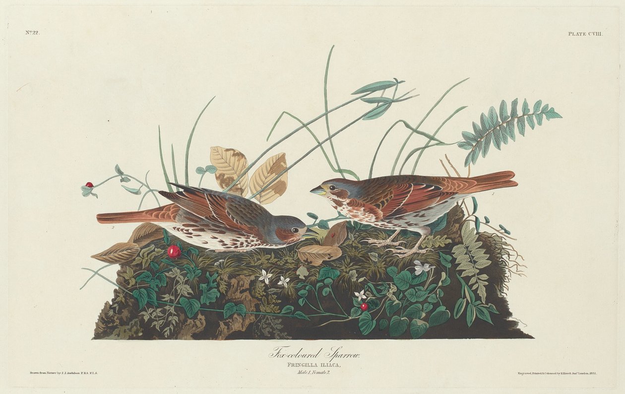 Tvåfärgad sparv av Robert Havell after John James Audubon