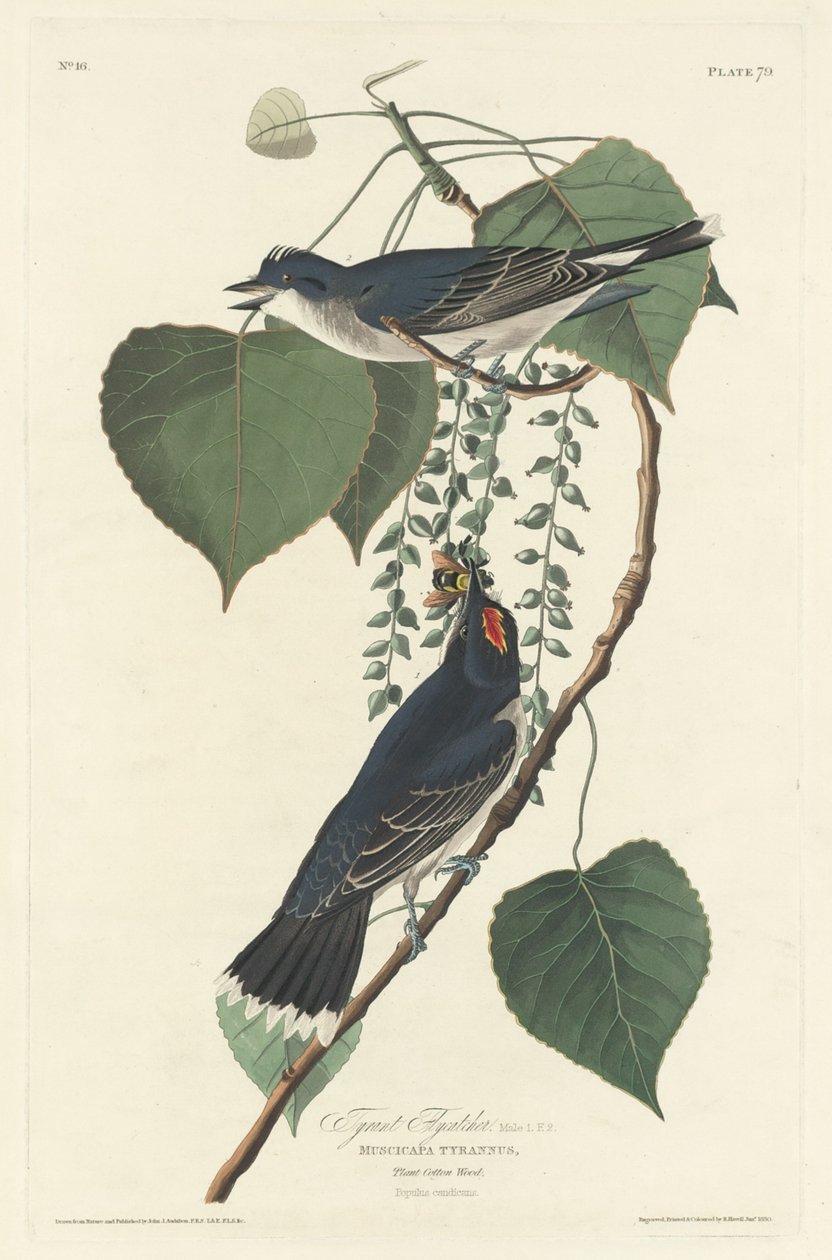 Tyrantflugsnappare av Robert Havell after John James Audubon