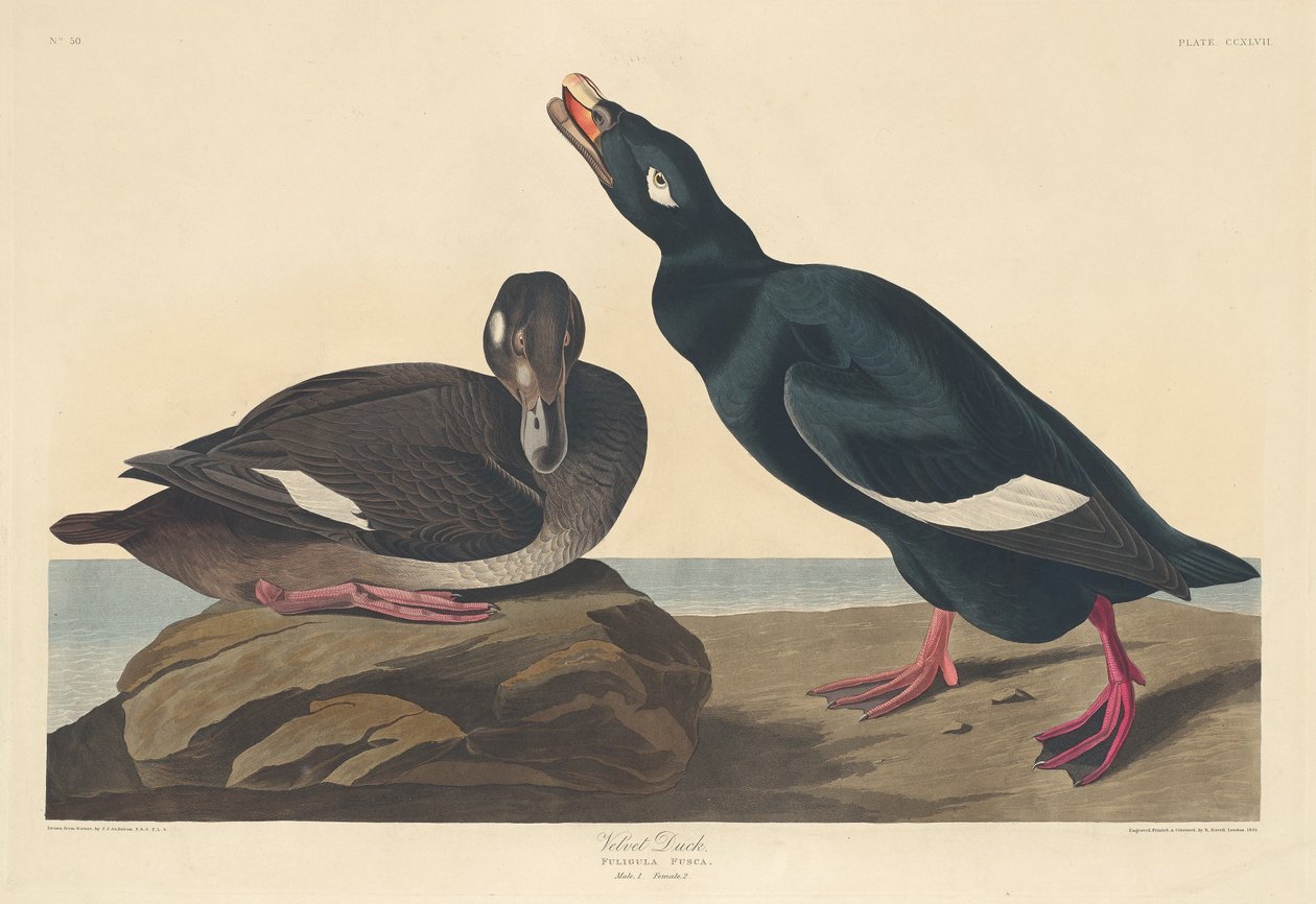Sammetsanka av Robert Havell after John James Audubon