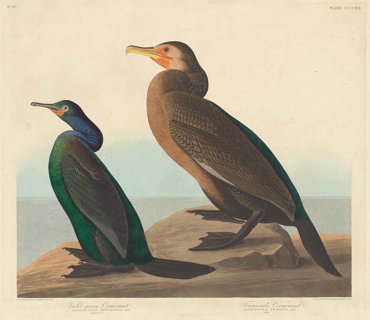 Violettgrön skarv och Townsends skarv av Robert Havell after John James Audubon