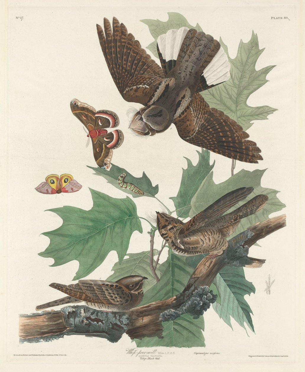 Piska-fattig-vilja av Robert Havell after John James Audubon