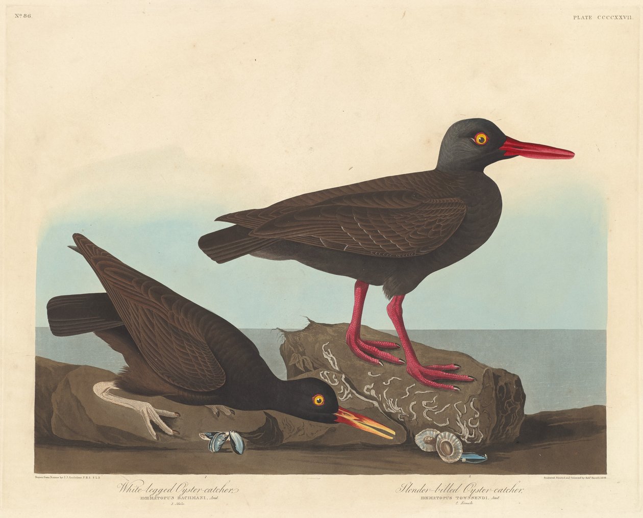 Vitbent ostronfångare och slanknäbbad ostronfångare av Robert Havell after John James Audubon