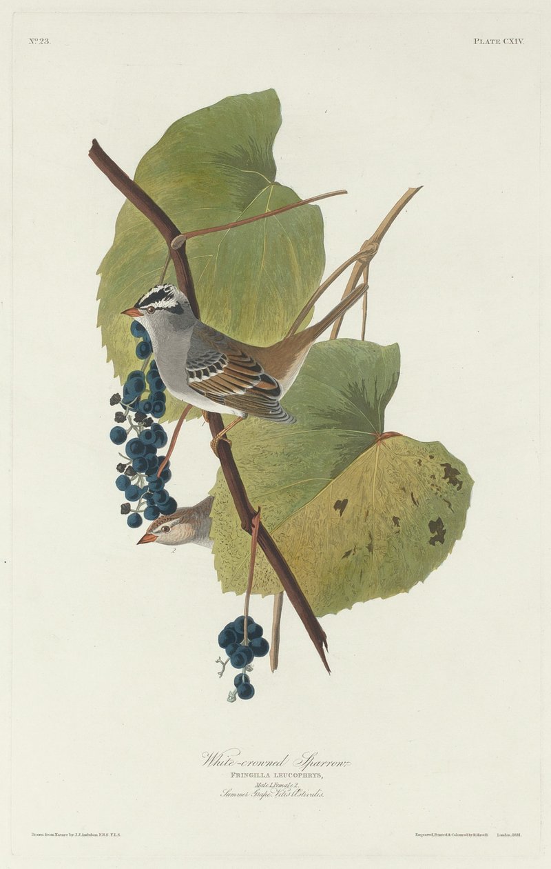 Vitkrönt sparv av Robert Havell after John James Audubon