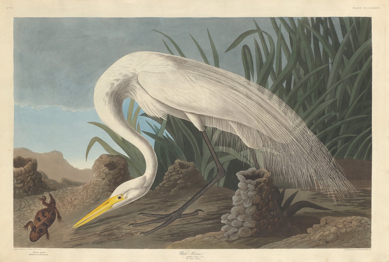 White Heron av Robert Havell after John James Audubon