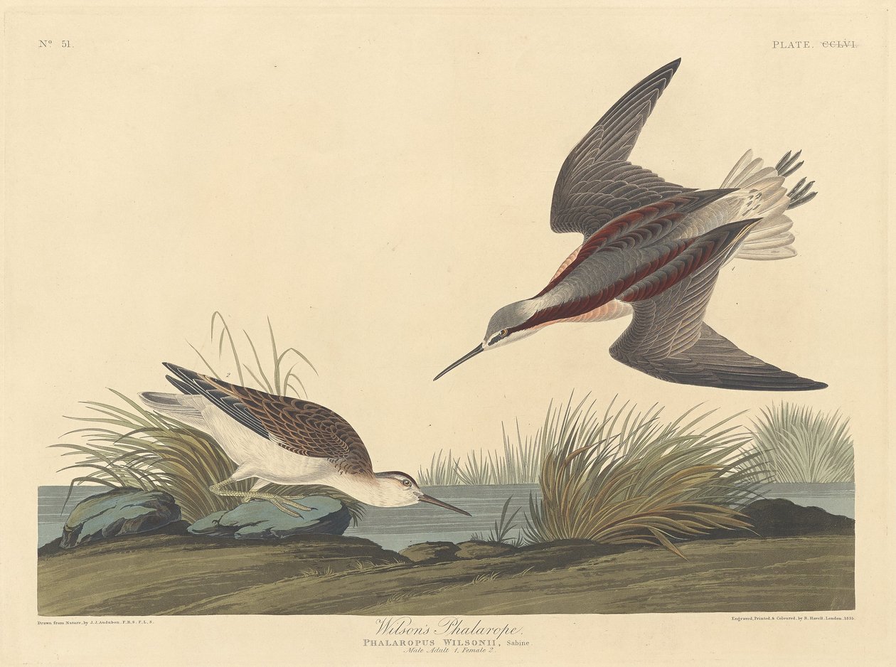 Wilsons Phalarope av Robert Havell after John James Audubon