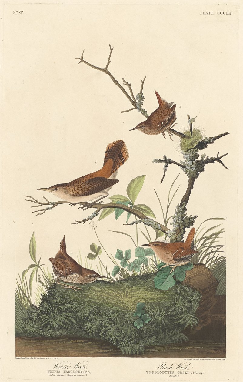 Winter Wren och Rock Wren av Robert Havell after John James Audubon