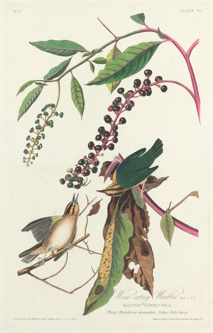 Maskätande sångare av Robert Havell after John James Audubon