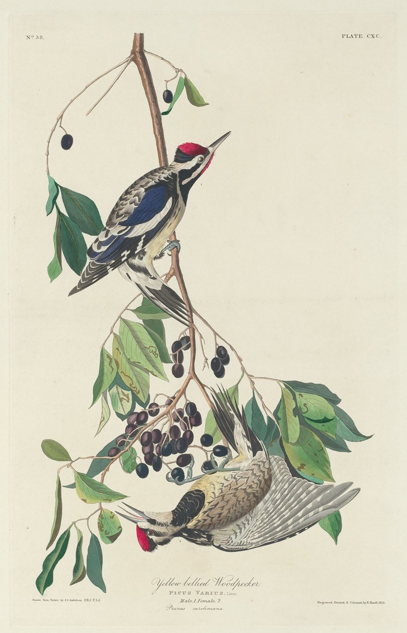 Gulbukig hackspett av Robert Havell after John James Audubon
