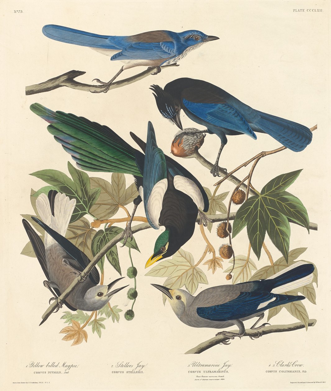 Gulnäbbskata, Stellers Jay, Ultramarine Jay och Clark