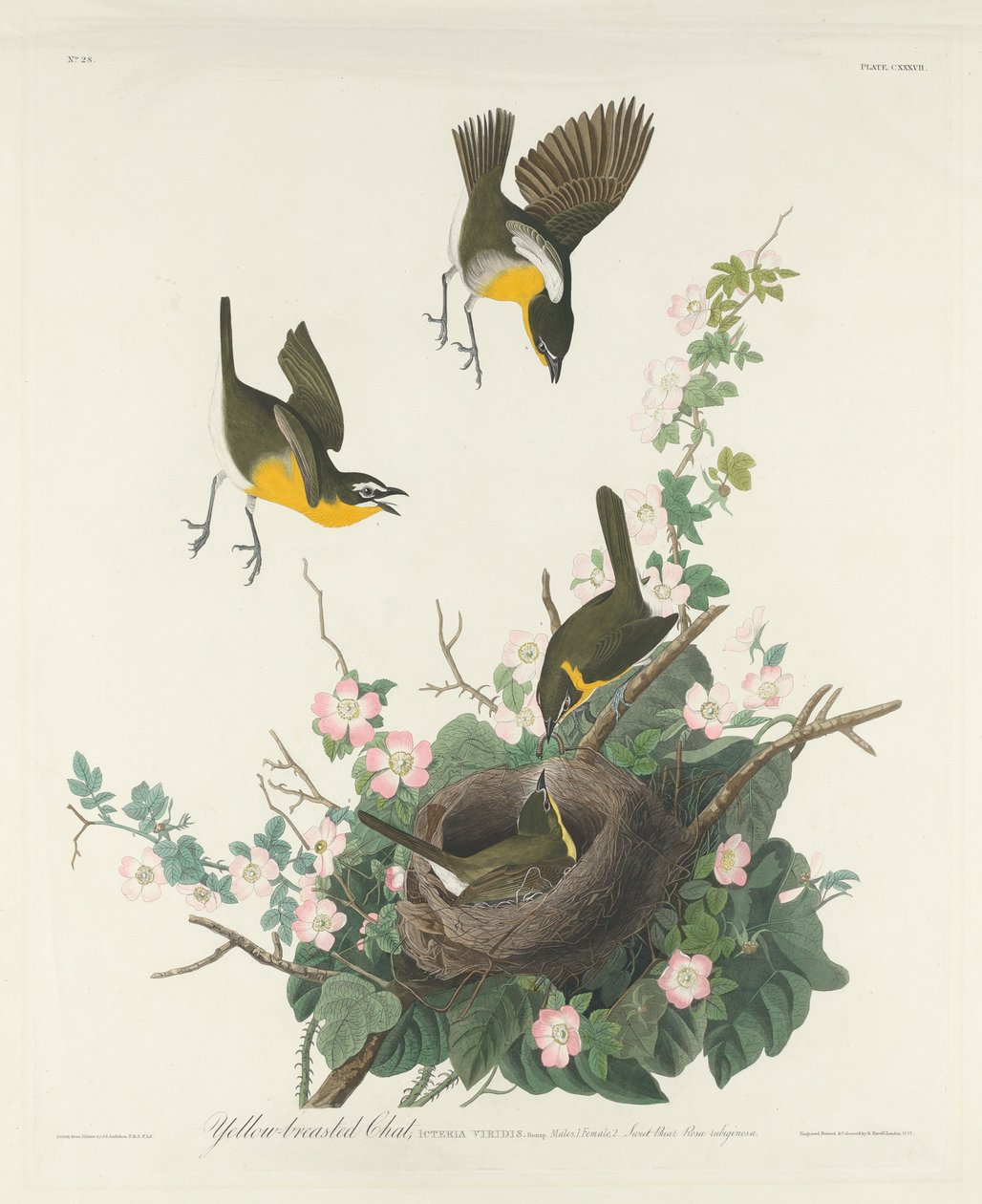 Gulbröst chatt av Robert Havell after John James Audubon