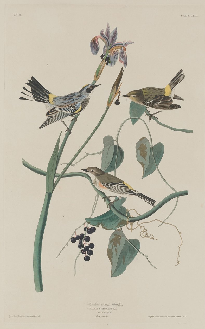 swedish av Robert Havell after John James Audubon