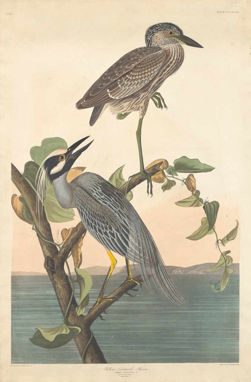 Gulkrönt häger av Robert Havell after John James Audubon