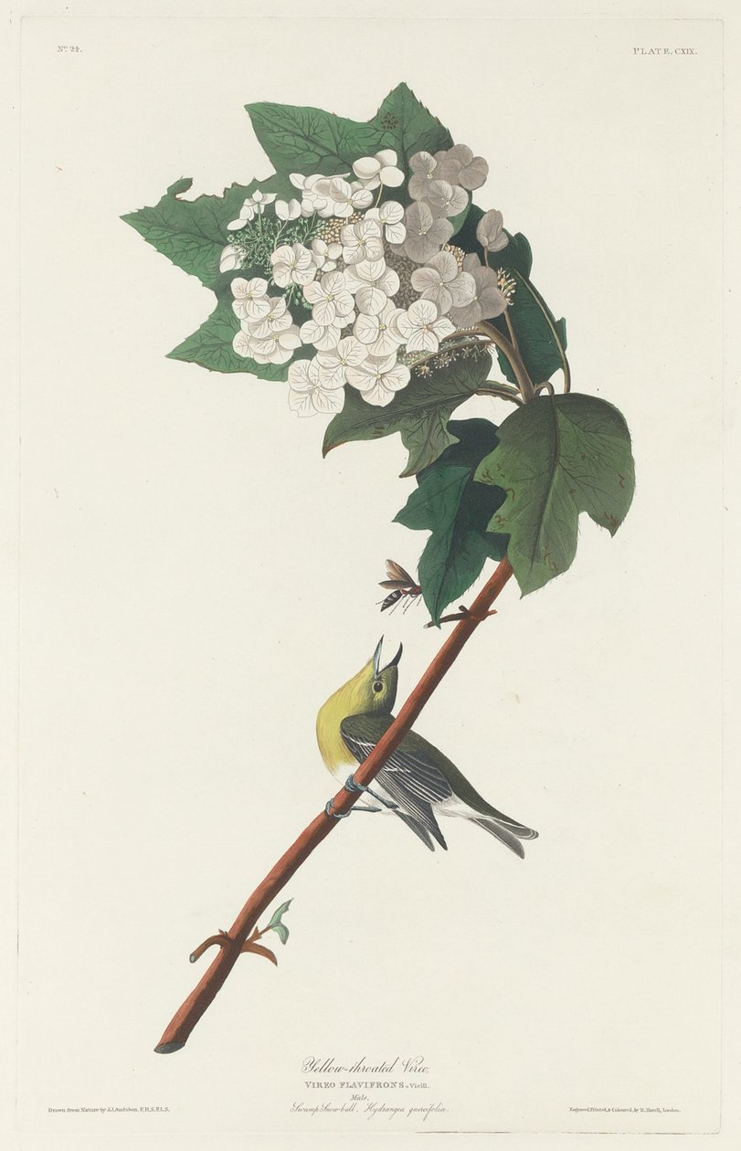 Gulstrupig Vireo av Robert Havell after John James Audubon