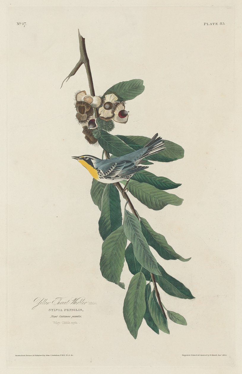 Gulstrupsångare av Robert Havell after John James Audubon