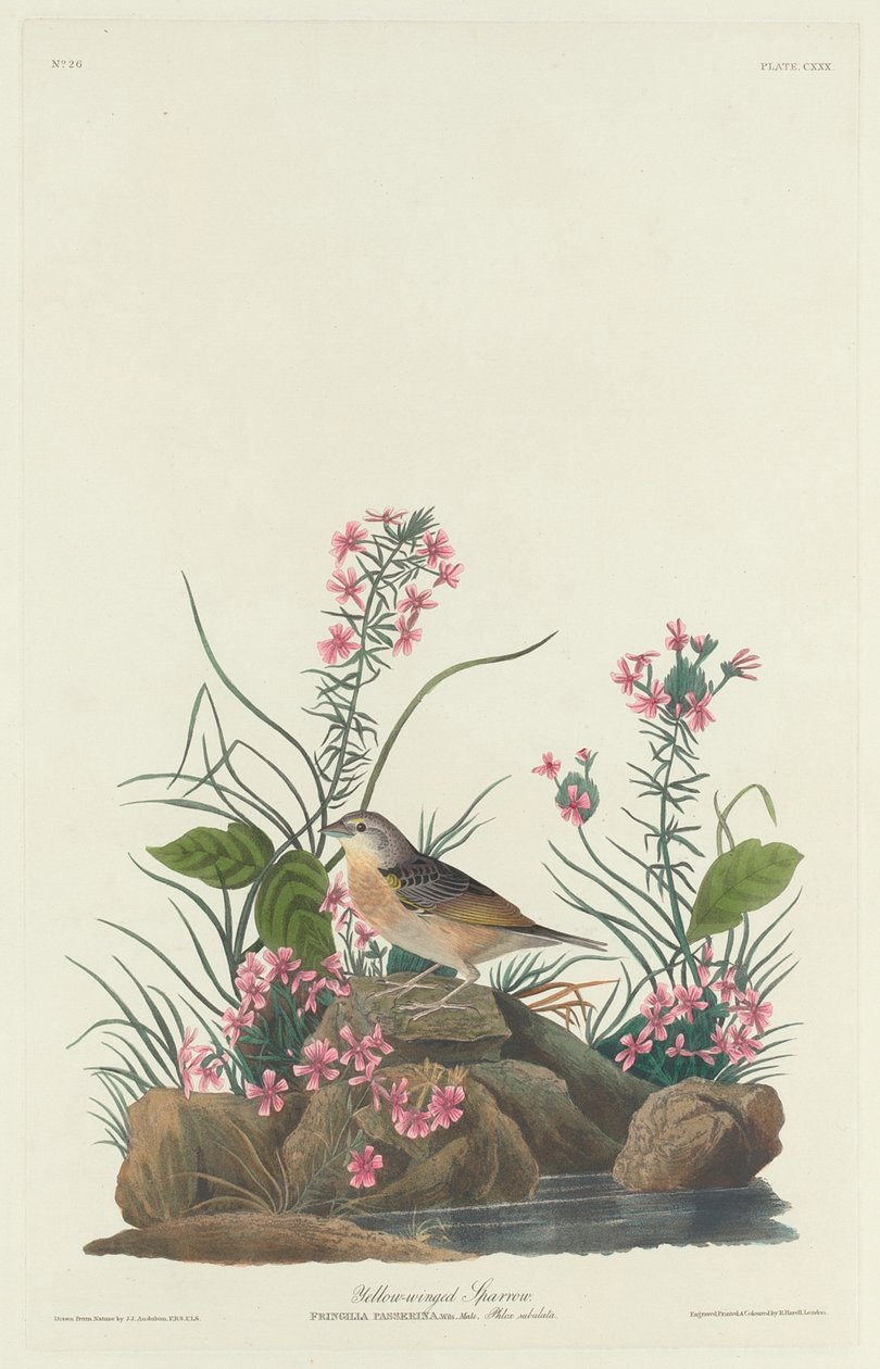 Gulvingad sparv av Robert Havell after John James Audubon