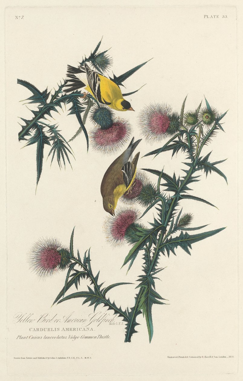 Gul fågel eller amerikansk guldfink av Robert Havell after John James Audubon