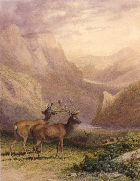 Hjortar i högländerna av Robert Hills
