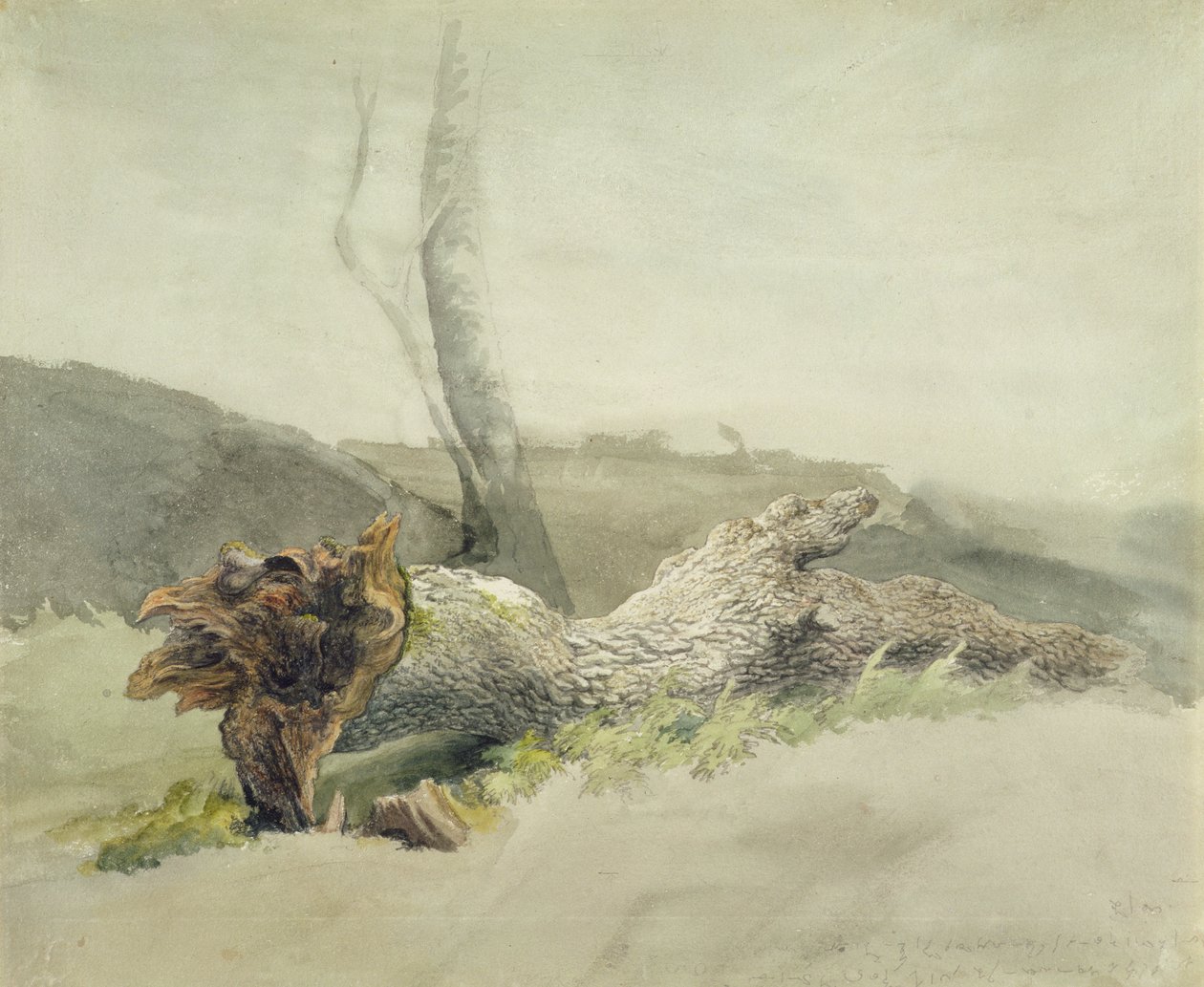 The Fallen Tree, c.1804 (wc över grafit på vävt papper) av Robert Hills