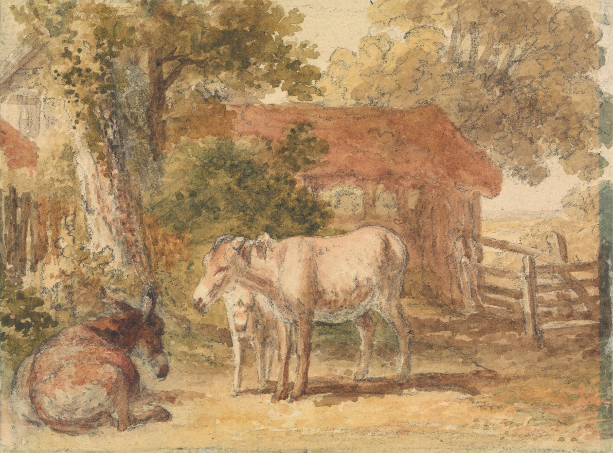 Tre åsnor av Robert Hills