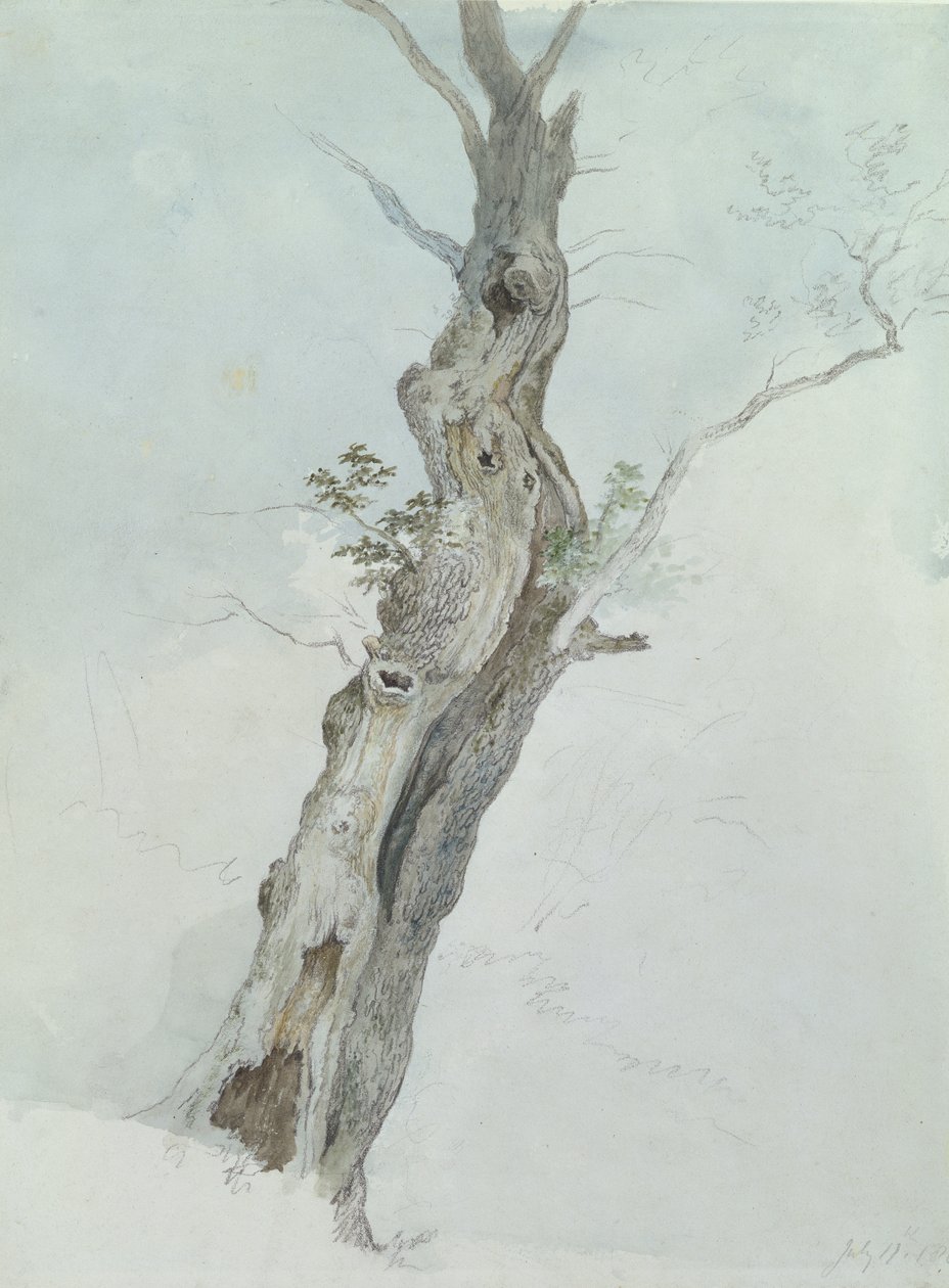 Utafiti wa Miti, c.1800-05 (wc juu ya grafiti kwenye karatasi)swed av Robert Hills
