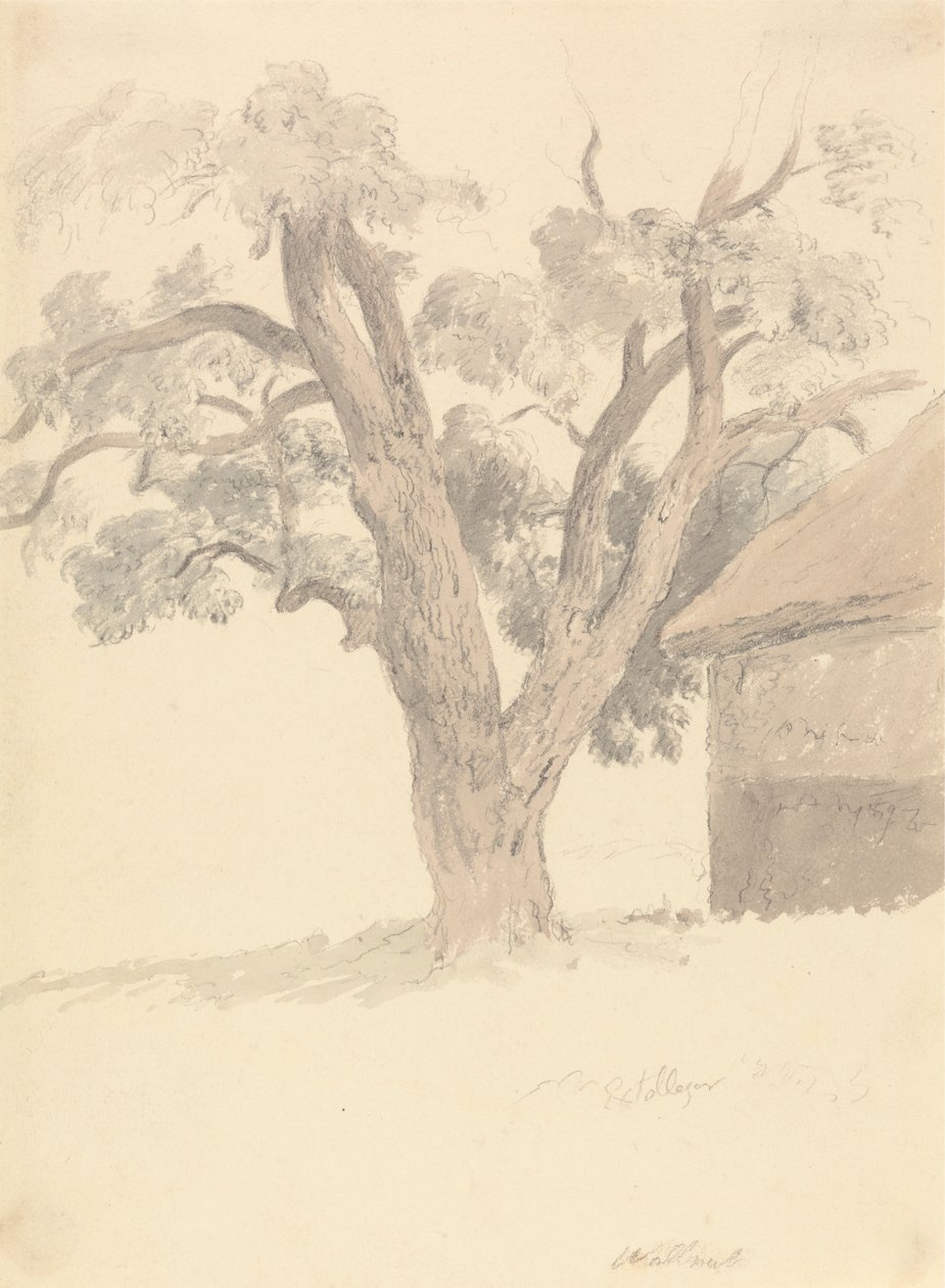 Valnötsträd av Robert Hills