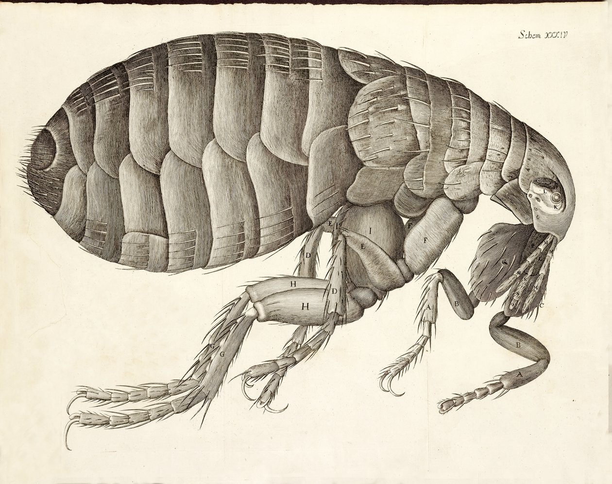 Tvärsnitt av en loppa från Micrographia, pub. 1665 av Robert Hooke