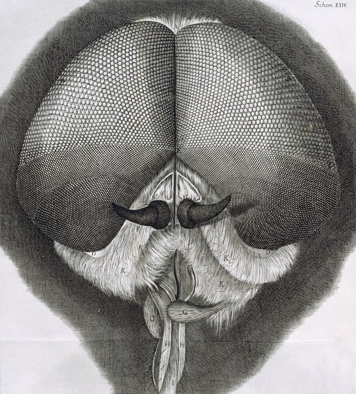 Grå drönarfluga, observation XXXIX från Hookes Micrographia, 1664 av Robert Hooke