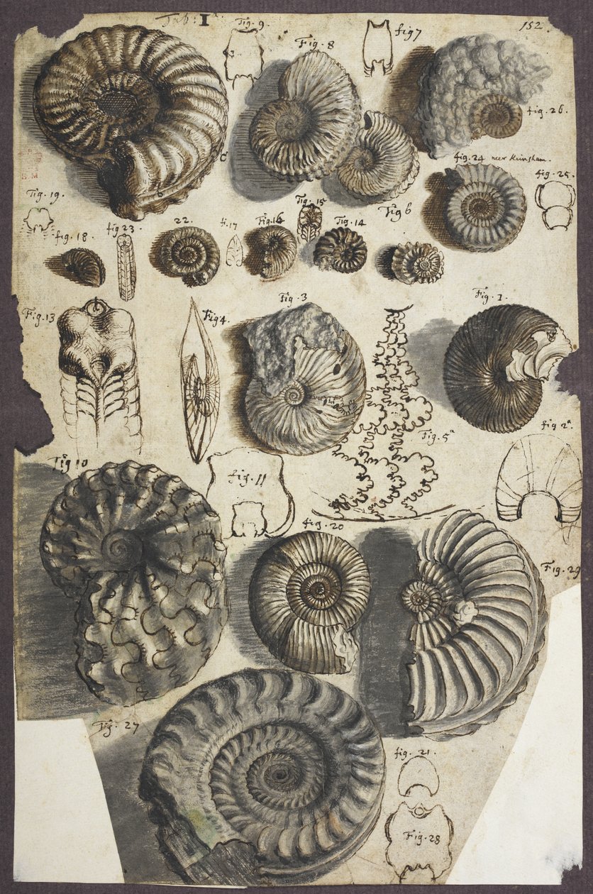 Ms Add. 5262, nr. 152 ormstenar (ammoniter) (penna och bläck med tvätt på papper) av Robert Hooke