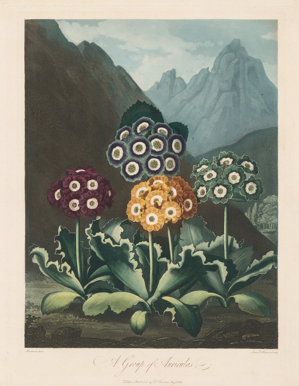The Temple of Flora, eller Garden of Nature: A Group of Auriculas, 1803. av Robert John Thornton