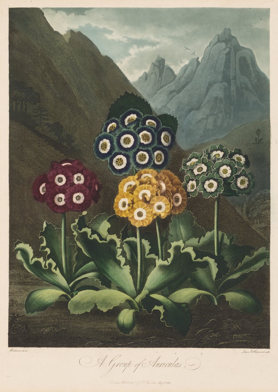 The Temple of Flora, eller Garden of Nature: A Group of Auriculas, 1803. av Robert John Thornton