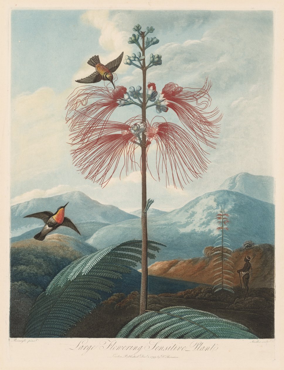 Florans tempel, eller naturens trädgård: stor blommande känslig växt, 1799-1807. av Robert John Thornton