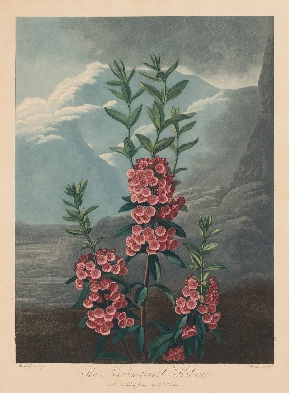Florans tempel, eller naturens trädgård: Smalbladiga Kalmia, bergslager, 1804. av Robert John Thornton