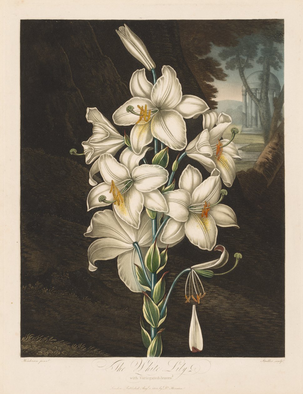 The Temple of Flora, eller Garden of Nature: The White Lily with Variegated Leaves, 1800. av Robert John Thornton