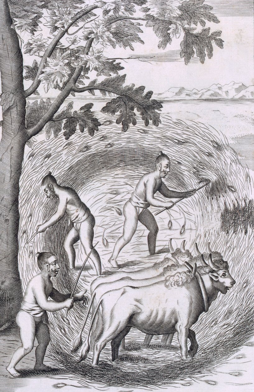 Sättet att trampa ut riset, från An Historical Relation of the Island Ceylon, pub. Gravyr från 1681 av Robert Knox