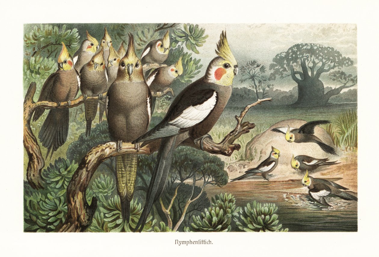 Flock cockatiels, Nymphicus hollandicus, vid ett vattenhål. 1882 (kromolitografi) av Robert Kretschmer