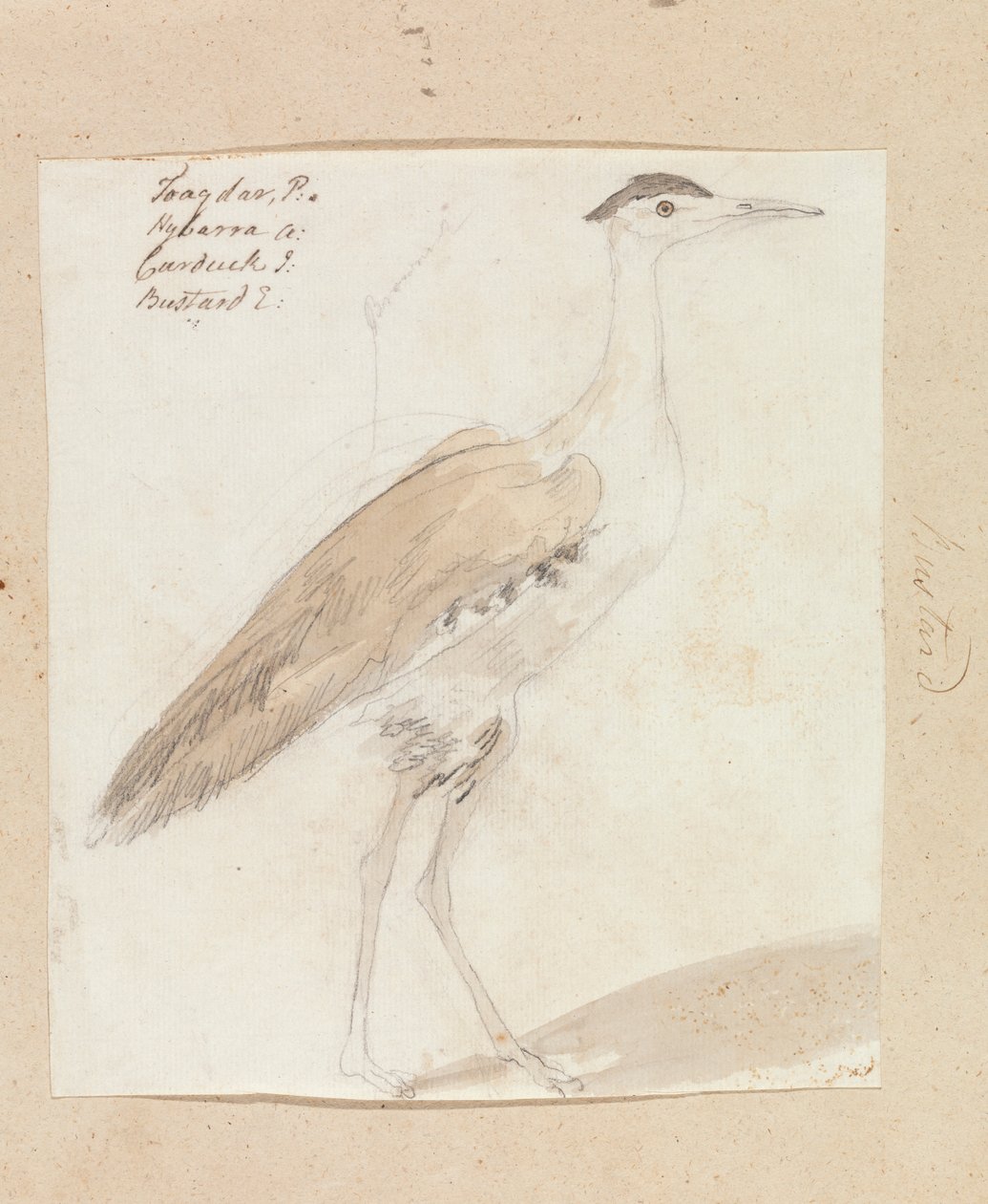 Stor indisk bustard av Robert Mabon