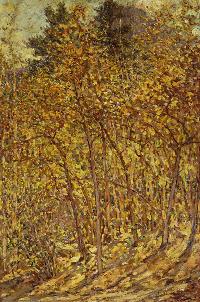 Höstsolljus av Robert Reid