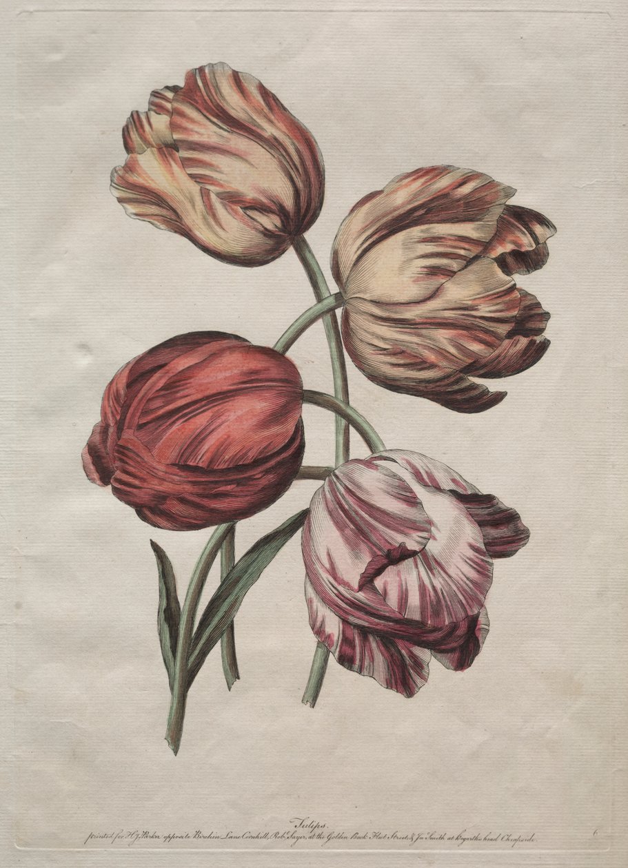 Åtta vackra grupper av naturliga blommor i konturer av de la Cour: Tulpaner av Robert Sayer